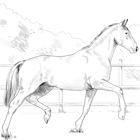 Oldenburg Horse Coloring Page